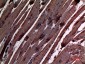 α-SMA Polyclonal Antibody